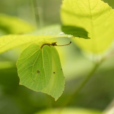 Citron ( Ganepteryx rhamni)