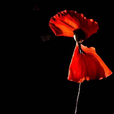 Coquelicot (papaver rhoeas)