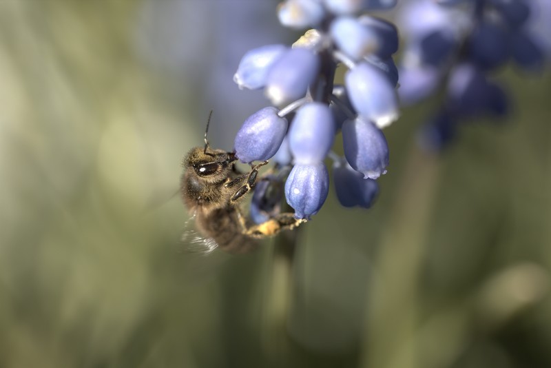 Abeille  Européenne (Apis mellifera)