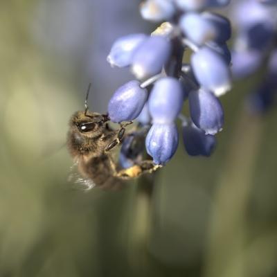 Abeille  Européenne (Apis mellifera)