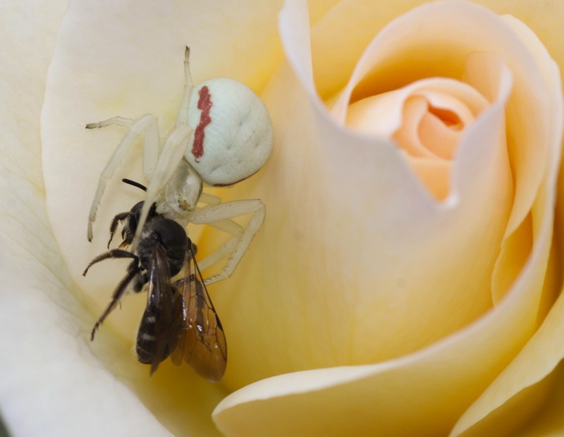  Araignée crabe (Archnidaes)