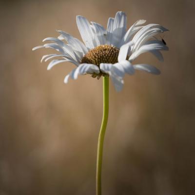 Marguerite géante (Leucanthemum maximum)