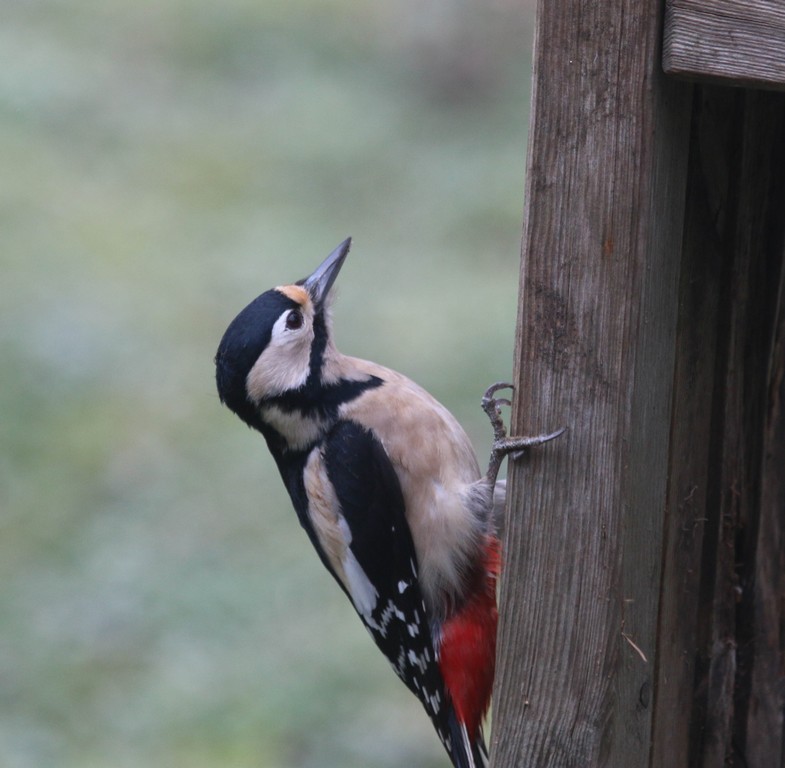 Pic  épeiche (dendrocopus major)