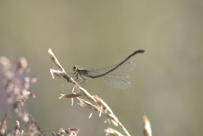 Libellule (Anisoptera)