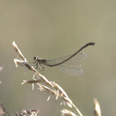 Libellule (Anisoptera)