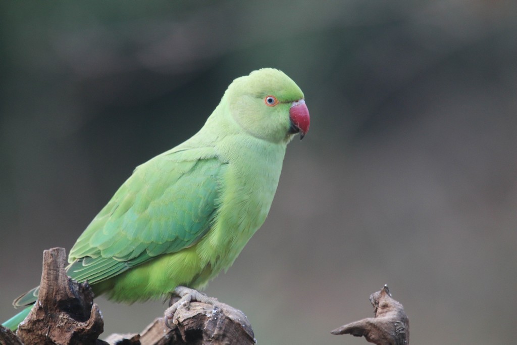 Perruche à Collier (psittacula krameri)