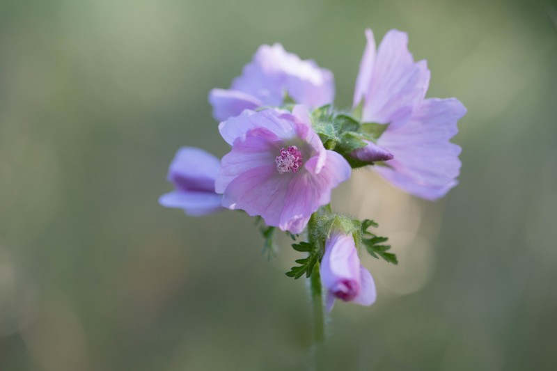 Mauve musquée (Malva moschata)