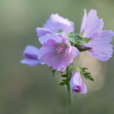 Mauve musquée (Malva moschata)