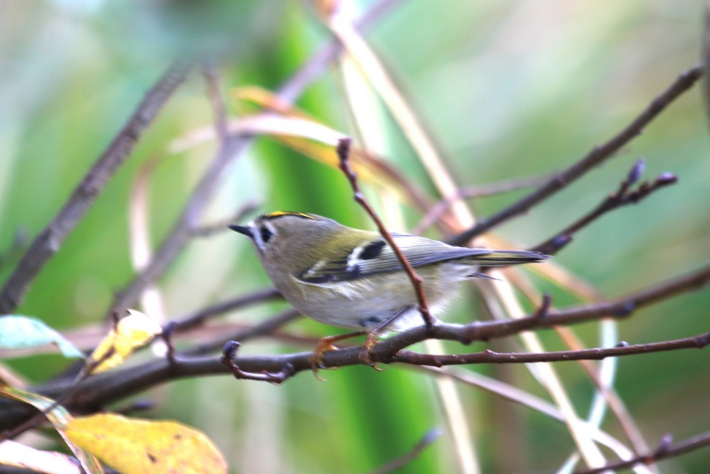 Roitelet huppé (Regulus regulus)