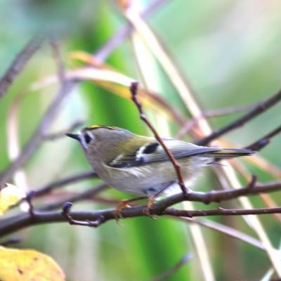 Roitelet huppé (Regulus regulus)