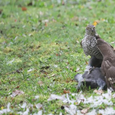 Epervier d'Europe (Accipiter nisus)