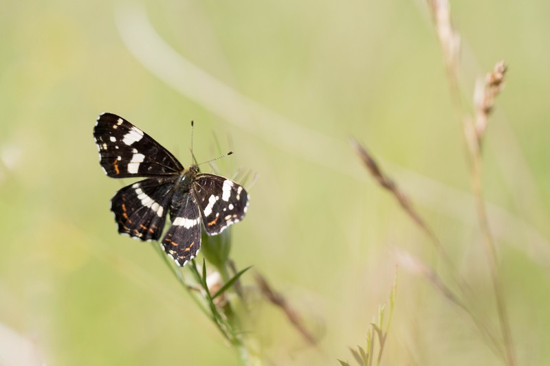 La carte géographique ( Araschnia levana)