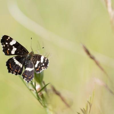 La carte géographique ( Araschnia levana)