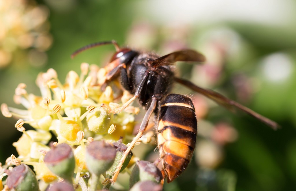  Frelon Asiatique (Vespa velutina)