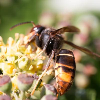  Frelon Asiatique (Vespa velutina)