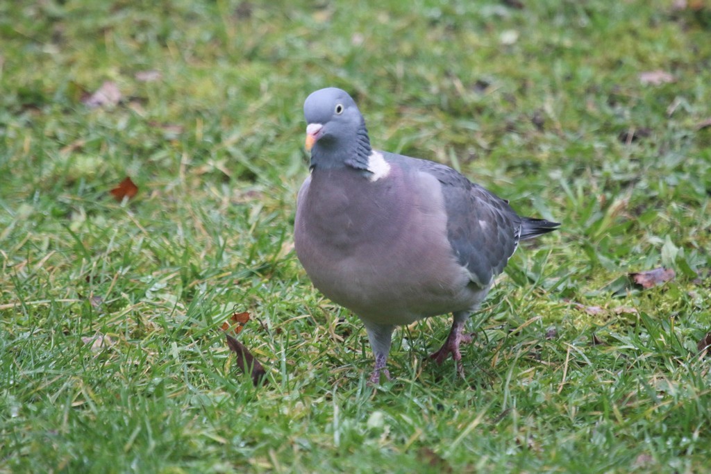 Pigeon Ramier (Columba palumbus)