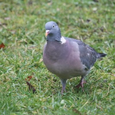 Pigeon Ramier (Columba palumbus)