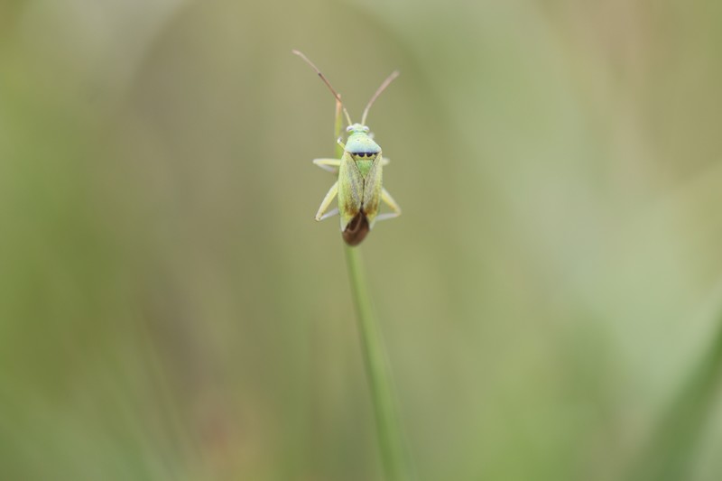 Punaise de la pomme de terre  (Closterotomus norvegicus)