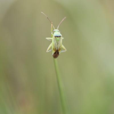 Punaise de la pomme de terre  (Closterotomus norvegicus)