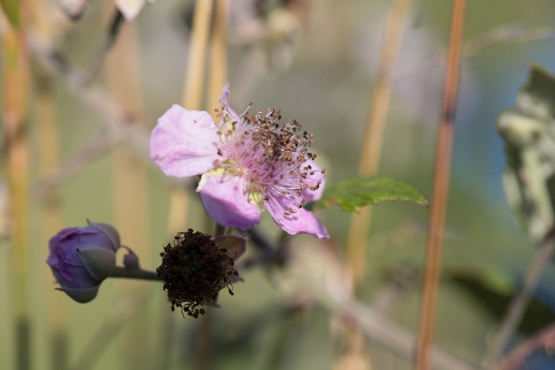 Ronce commune (Rubus fruticosus)