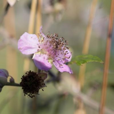 Ronce commune (Rubus fruticosus)