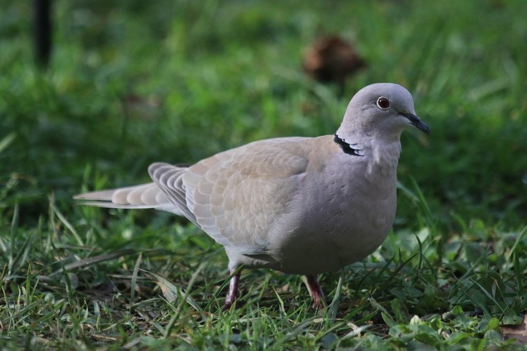 Tourterelle  Turque (Streptopelia decaocto)