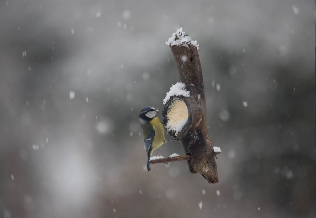 Mesanges bleues (Parus caerulus)