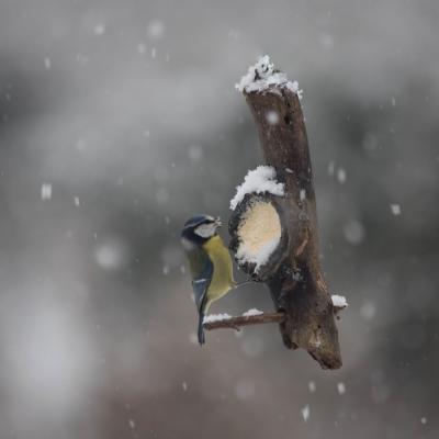 Mesanges bleues (Parus caerulus)