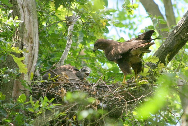 Buse variable (buteo buteo)