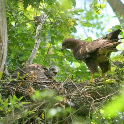 Buse variable (buteo buteo)