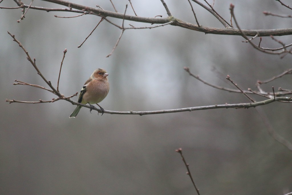 Pinson des arbres (Fringilla coelebs)