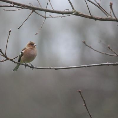 Pinson des arbres (Fringilla coelebs)