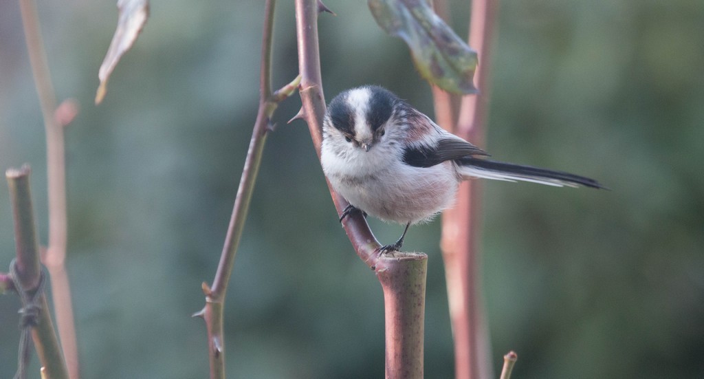 Mesange à longue queue (Aegithalos caudatus)