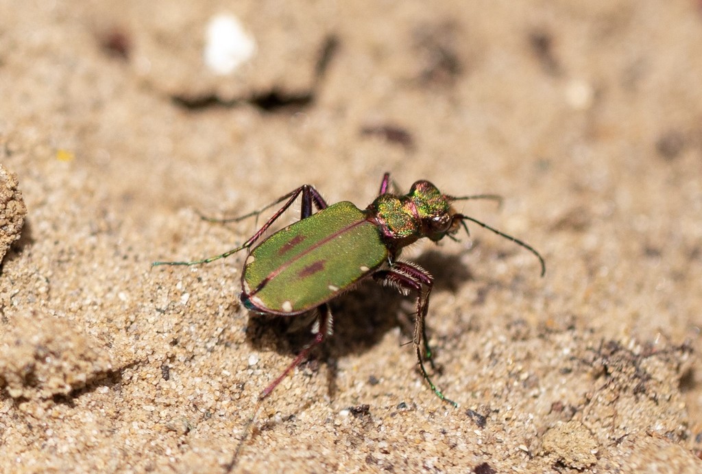  Cicindele champetre (cicindela campestris) 