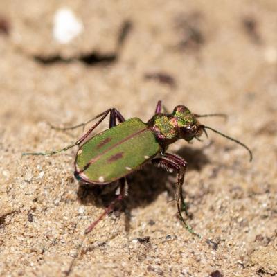  Cicindele champetre (cicindela campestris) 