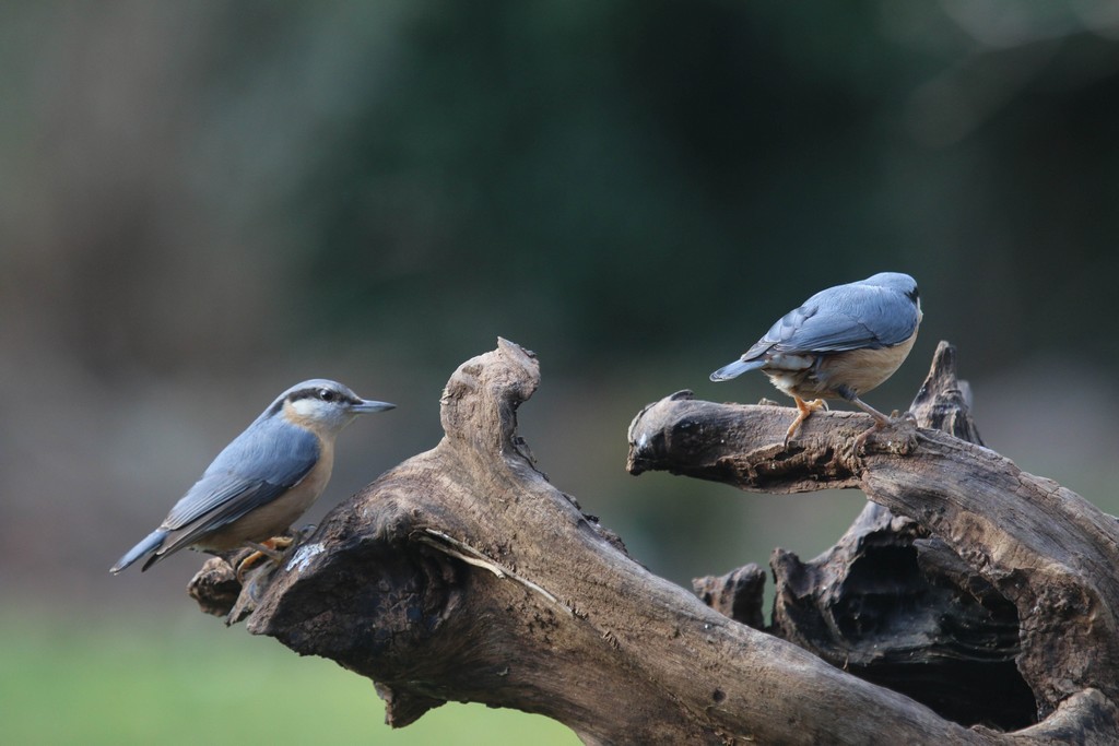 Sitelle torchepot (Sitta europaea)