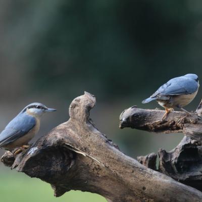 Sitelle torchepot (Sitta europaea)