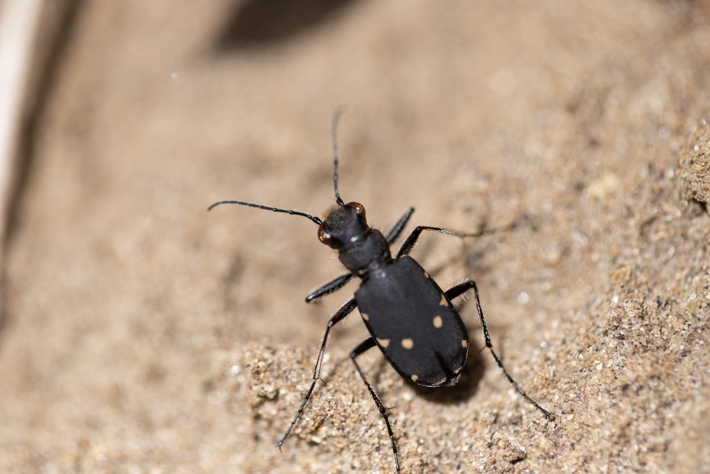 Cicindèle champêtre (cicindela campestris)