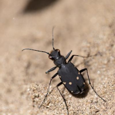 Cicindèle champêtre (cicindela campestris)