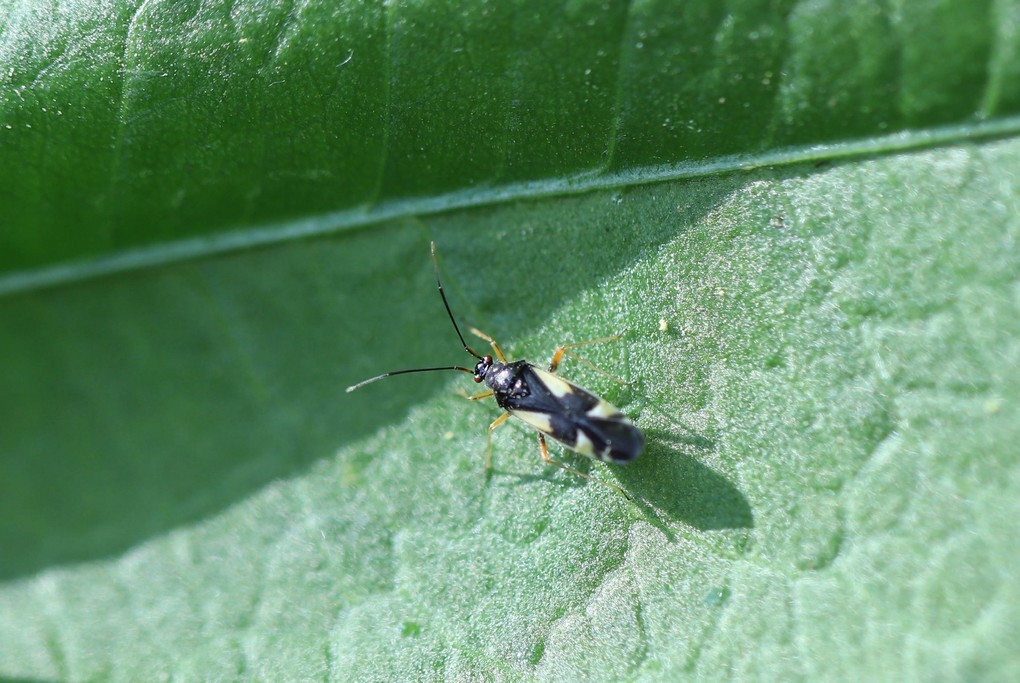 Img 8290 dryophilocoris flavoquadrimaculatus