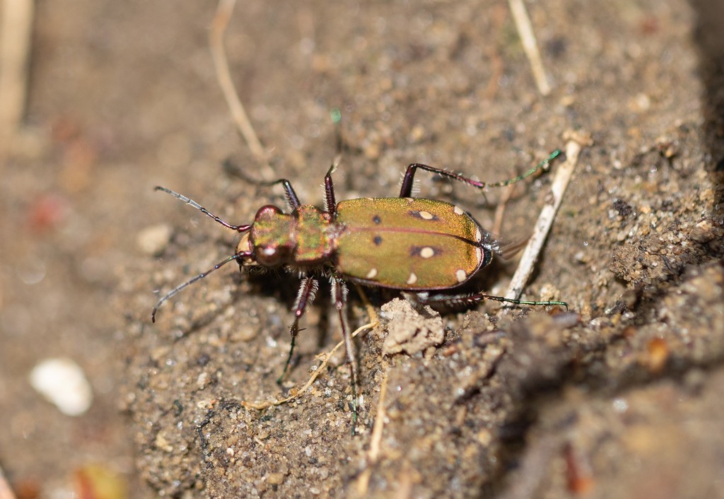  Cicindèle champêtre (cicindela campestris) 