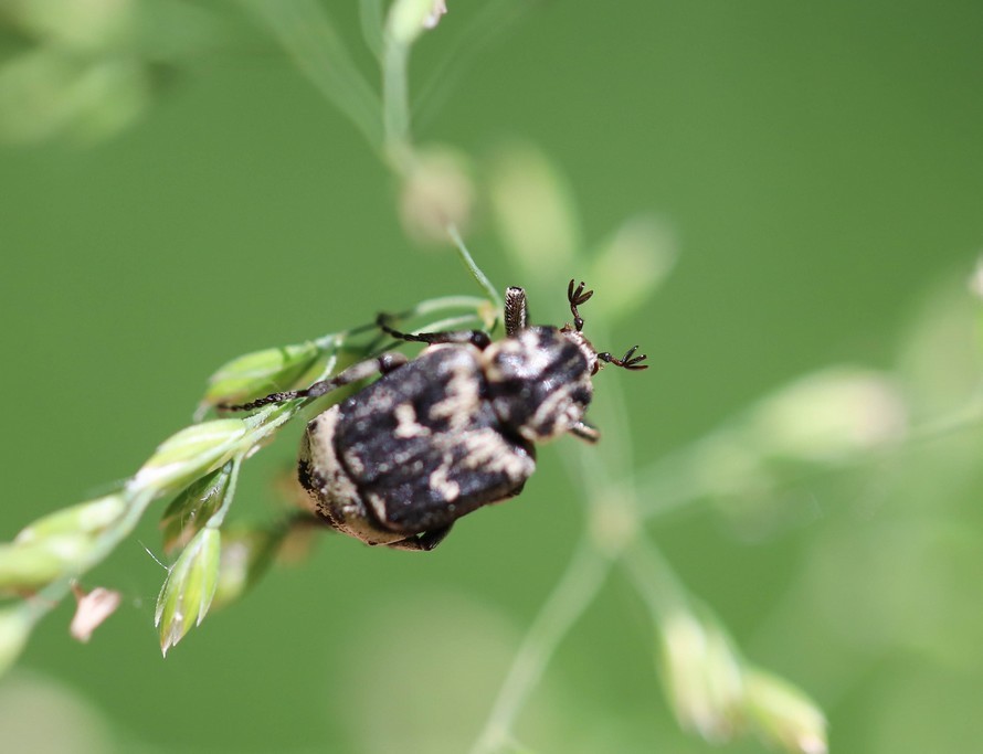   Cetoine punaise (valgus hemipterus) 