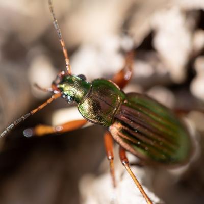  Carabe doré (carabus auratus)