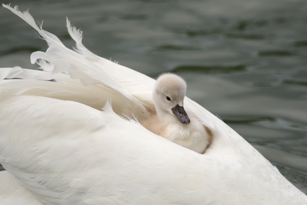 Cygne tuberculé (Cygnus olor)