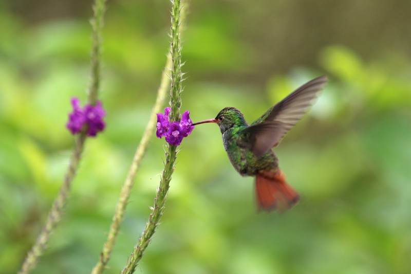 Costa Rica