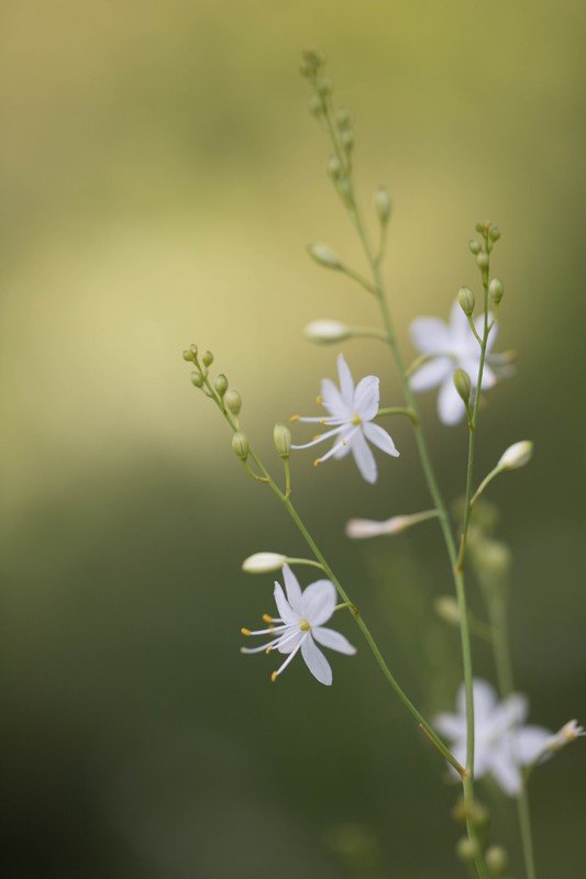 Anthéricum ramifié (Anthericum ramosum)