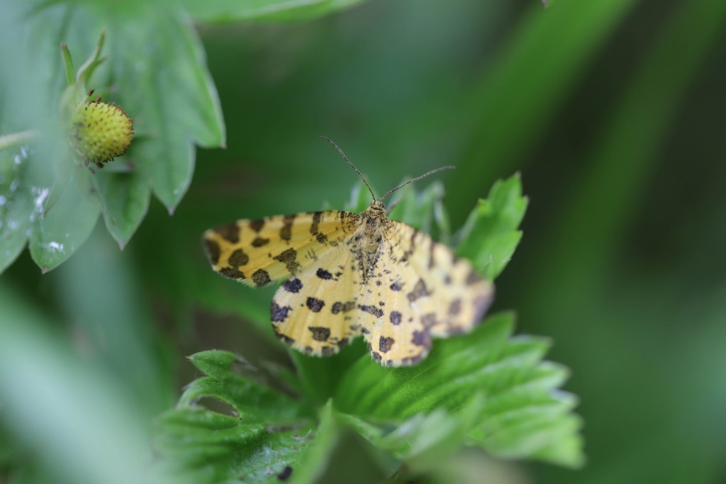  La panthère  (pseudopanthera macularia) 