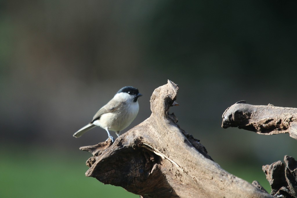 Mésange Nonnette (Parus palustris)