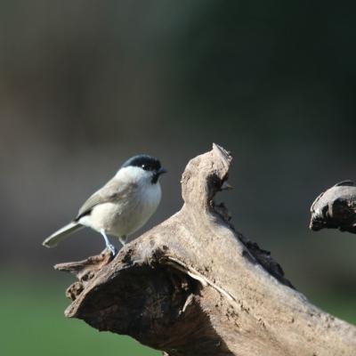 Mésange Nonnette (Parus palustris)