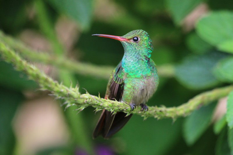 Costa Rica